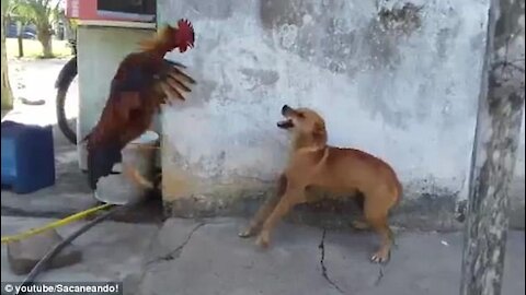 Chicken VS Dog Fight | Funny videos | Chicken VS Dog