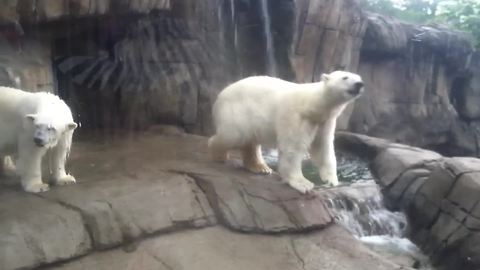 "A Polar Bear Dances by A Waterfall at The Pittsburgh Zoo"