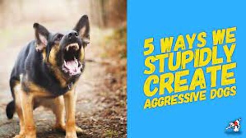 How To Make your Dog Become Fully Aggressive With few tricks