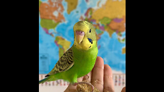 Toady the Parakeet