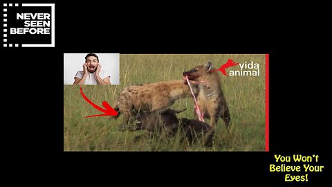 HYENAS EATING ALIVE BUFFALO CALF || BRUTAL ATTACK