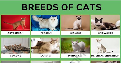 The 5 RAREST BEST Asian Cat Breeds in The World!