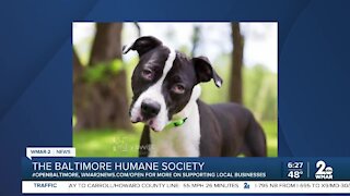 Gus the dog is up for adoption at the Baltimore Humane Society