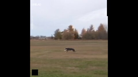 This dog just set the world record for the longest frisbee catch!