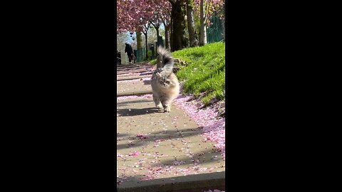 cat walking 🐈