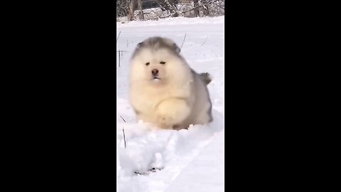 Animals videos cute videos puppy 🐶