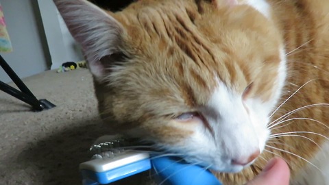 Clever cat learns to brush his own face