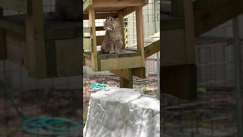 Smalls Bobcat Just hanging out watching her keepers and neighbors and listening to birds 2022 05 25