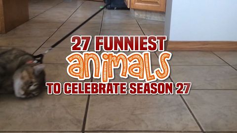 AFV's 27 Funniest Animals To Celebrate Season 27