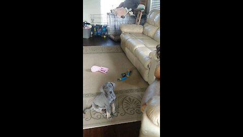 Puppy Can't Jump