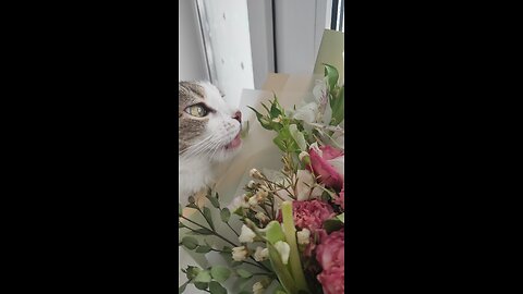 A flower-loving cat