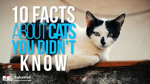 10 Facts About Cats You Need to Know Right Now