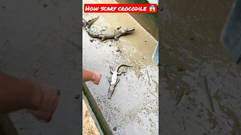 How scary crocodile 😱🔥 #shorts #crocodiles #viral