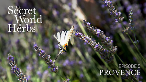 The Secret World of Herbs: In Provence (Episode 5) | Epoch Cinema