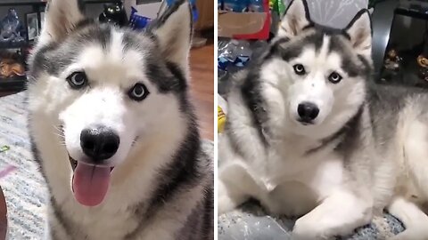 Husky dog says "I love you" and argues with owner for food