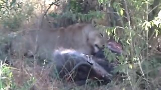 Lioness Snacks On Her Waterbuck Breakfast