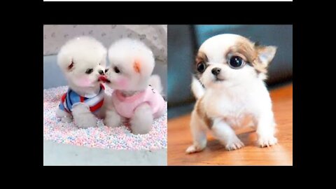 Baby Dogs - Cute and Funny Dog Videos Compilation #3 | Aww Animals