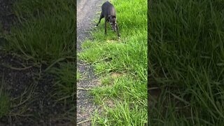 Cute Disabled Greyhound goes for a Walk