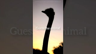 Guess the animal #short #shorts #trending