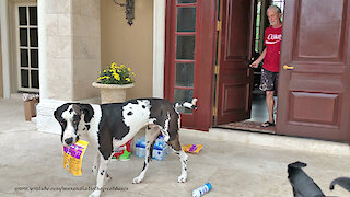 Great Dane gets distracted while delivering toilet paper groceries