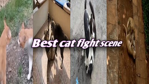 Best cat funny fight scene_cat fight #cat#cat fight