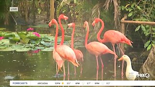Everglades Wonder Gardens reopens in Bonita Springs