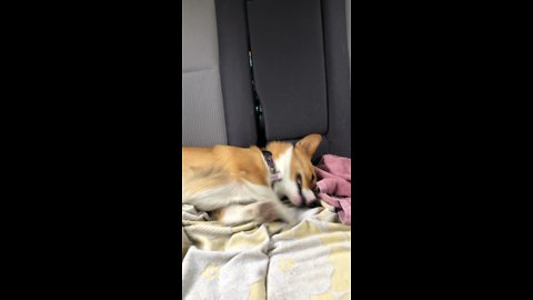 Adorable corgi has fun in the back seat