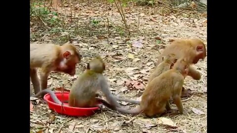 Poor Baby Orphan Monkeys Really Happy To Eat Peanut So Much