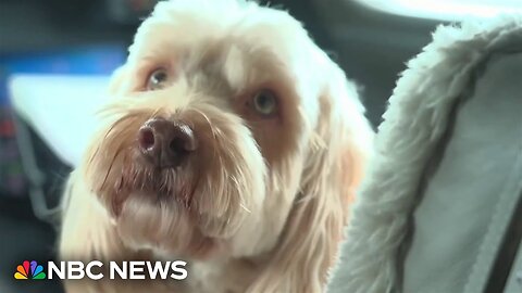 A look inside world's first VIP airline for dogs