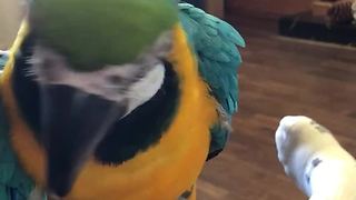 Competitive Parrot Takes Up Screaming Challenge Against Human