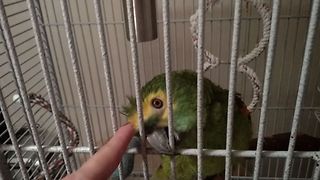 Smart Parrot Loves Being Petted By Owner, Tells Her