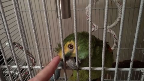 Smart Parrot Loves Being Petted By Owner, Tells Her