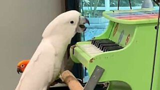 Catatua talentosa dá espetáculo em piano miniatura nos EUA