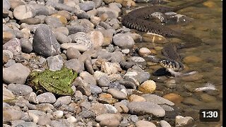 Large Grass Snake Encounters Giant Frog | Unexpected Wildlife Encounter