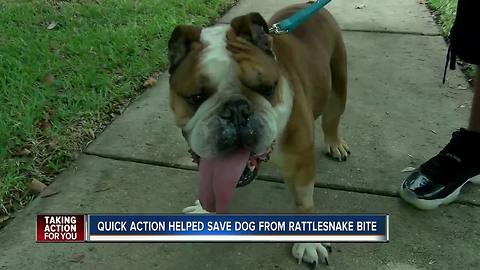 Family dog recovering after being bitten by rattlesnake in fenced backyard