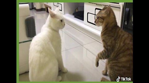 Cats talking !! Wow amazing cat videos