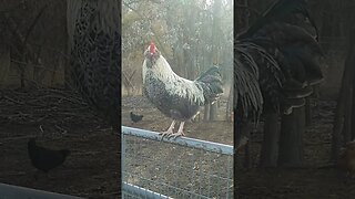 Dueling Roosters