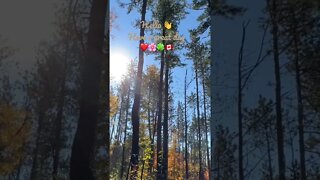 Golden Fall Colours | Lake Seneca Trail