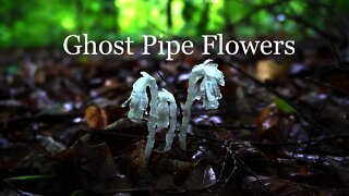 Ghost Pipe Flower Medicinal Properties and Harvesting. Indian Pipe Foraging herbalism. #shorts