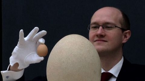 World's Biggest Egg