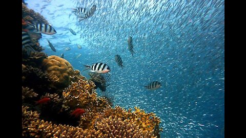 Ocean Life and Nature Documentary - Amazing Underwater Marine Life Documentary