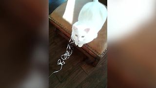 Cat Makes A Mess Only To Be Caught By Her Owner