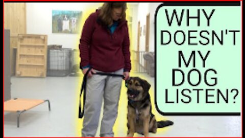 How to teach your dog to listen to you | Why your dog wont listen to you- Professional Dog Training