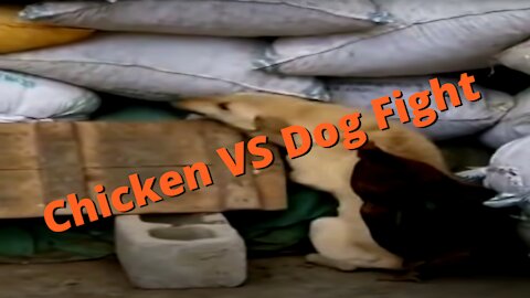Funny Dog Videos - Chicken VS Dog Fight