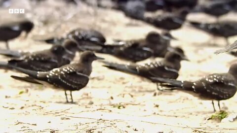 "Fowl Play: Bird vs Fish in Epic Battle"