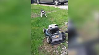 English Bulldog VS Lawn Mower