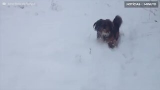 Cão é iludido pelo dono ao tentar pegar bolas de neve