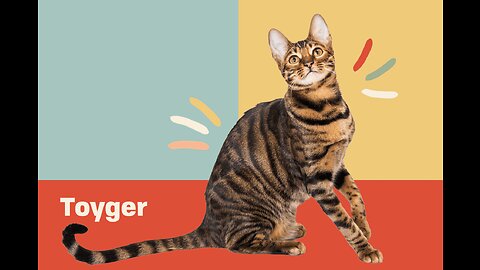 TOYGER - IS IT A HOME TIGER ??? Some facts about toyger cats.