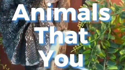 Animal/#viral #trandingshorts/Shorts video