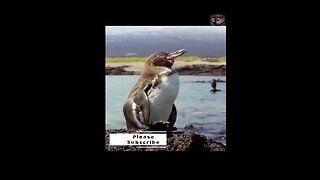 The Galapagos Penguin Facts #shorts #interestingfacts #animals